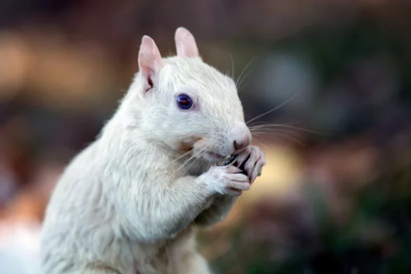 White squirrel — Stock Photo, Image