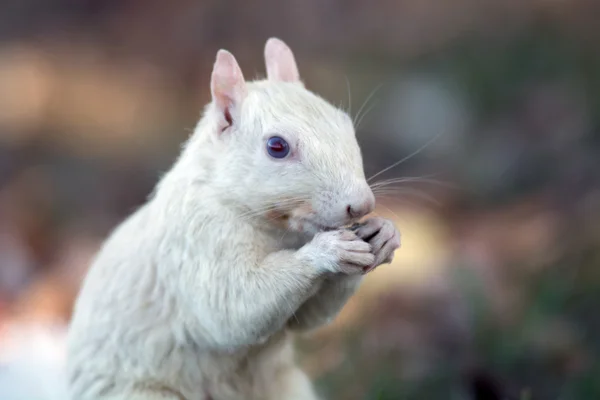 White squirrel — Stock Photo, Image