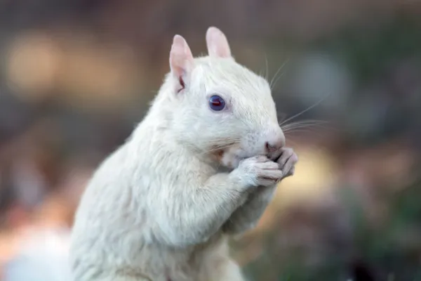 White squirrel — Stock Photo, Image