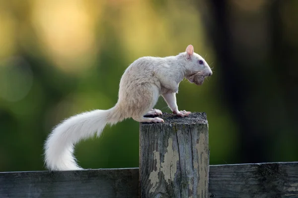 White squirrel — Stok fotoğraf