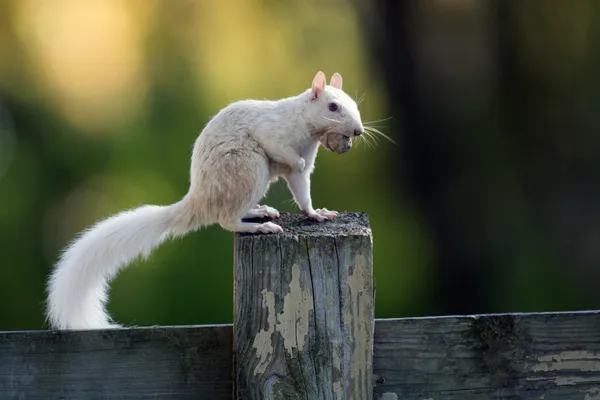 White squirrel — Stock Photo, Image