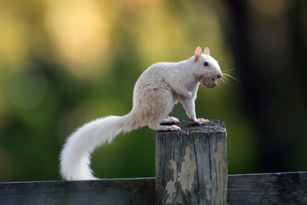 Ardilla blanca — Foto de Stock