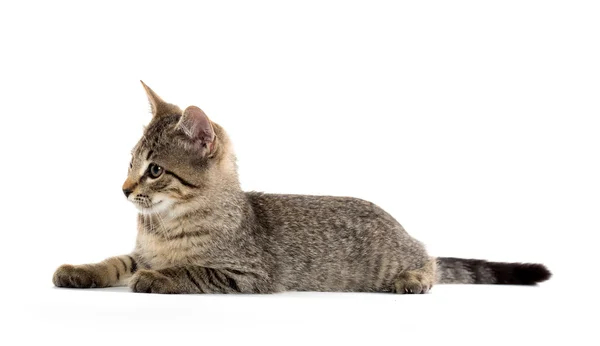 Leuk tabby katje — Stockfoto