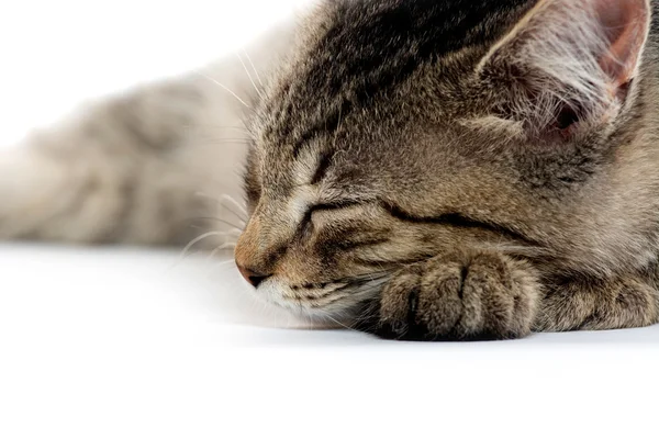 Cute tabby kitten on white — Stock Photo, Image