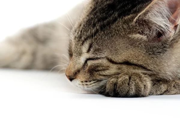 Cute tabby kitten on white — Stock Photo, Image