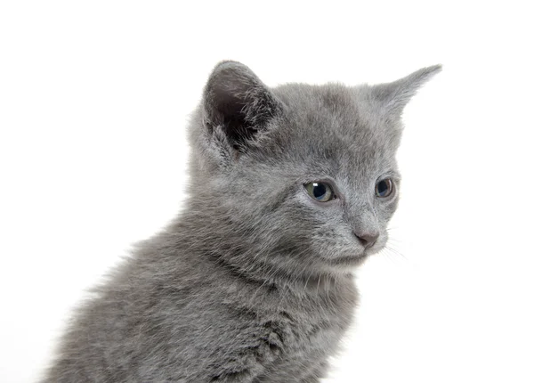Carino gattino grigio — Foto Stock