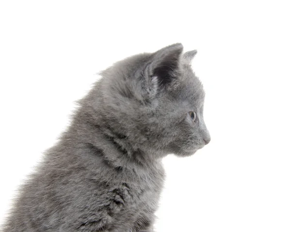 Lindo gatito gris — Foto de Stock