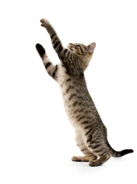 şirin tabby yavru kedi