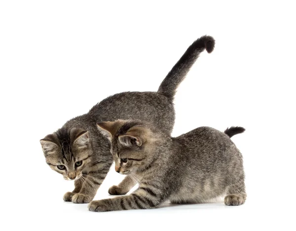 Dos gatitos tabby — Foto de Stock