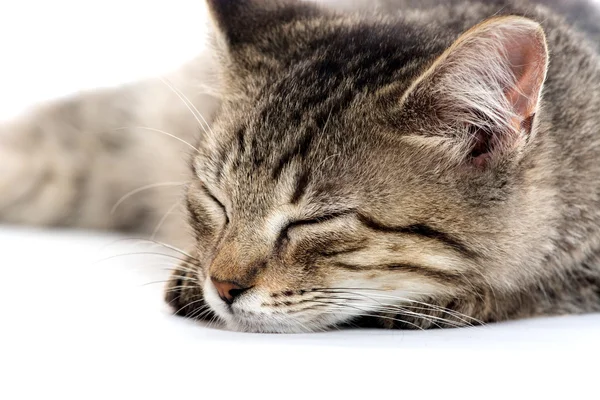 Mignon chaton tabby sur blanc — Photo