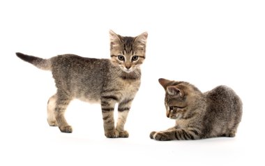 iki tabby yavru kedi