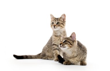 iki tabby yavru kedi