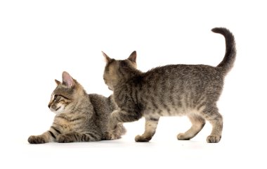 iki tabby yavru kedi