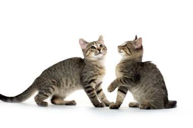 iki tabby yavru kedi