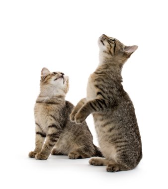 iki tabby yavru kedi
