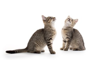 iki tabby yavru kedi