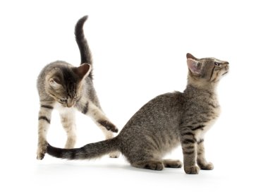 iki tabby yavru kedi