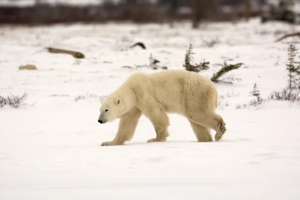 Oso polar — Foto de Stock