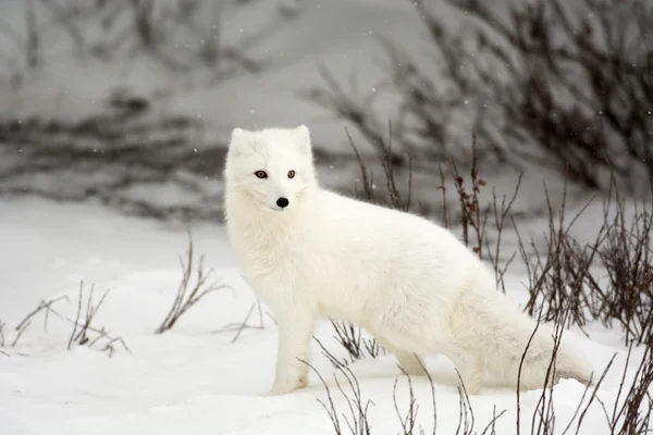 Polarfuchs — Stockfoto