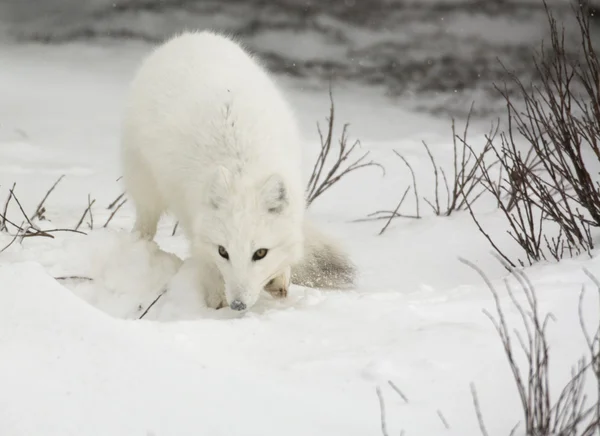 Polarfuchs — Stockfoto