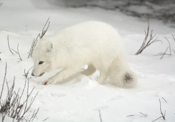 Polarfuchs — Stockfoto