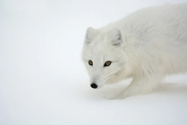 Polarfuchs — Stockfoto