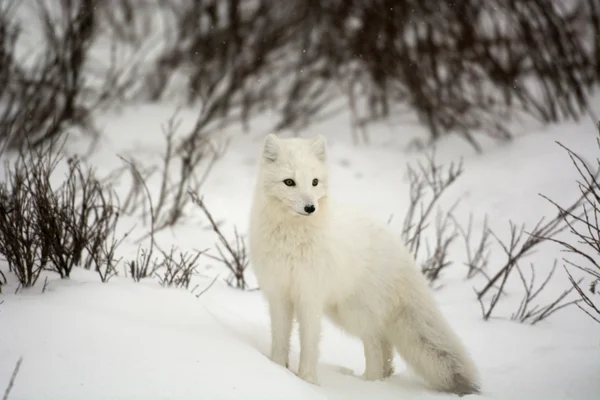 Arctic fox — стоковое фото