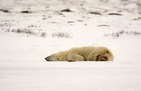 Eisbär — Stockfoto