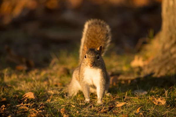 Östliches Grauhörnchen — Stockfoto