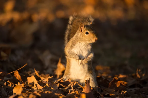 Östliches Grauhörnchen — Stockfoto