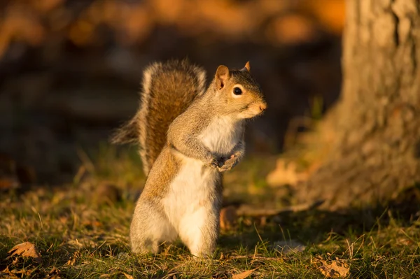 Östliches Grauhörnchen — Stockfoto