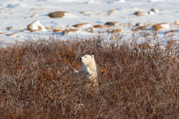 Filhote de urso polar — Fotografia de Stock