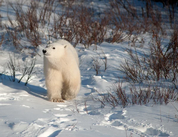 Carino cucciolo di orso polare — Foto Stock