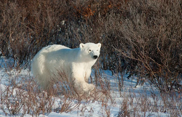 Duże kobiece niedźwiedź polarny — Zdjęcie stockowe