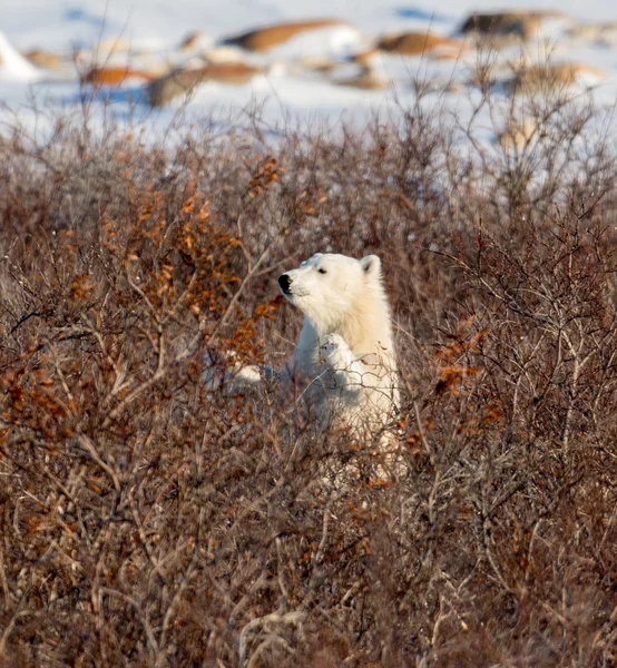 Polar bear cub — Stock Photo, Image