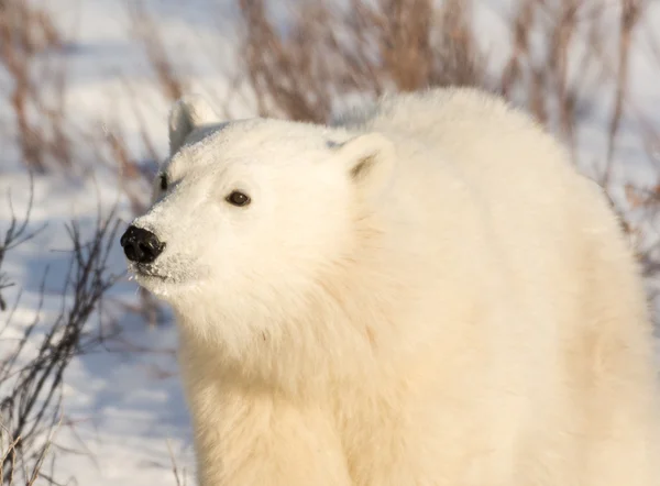 Słodkie niedźwiedź polarny — Zdjęcie stockowe