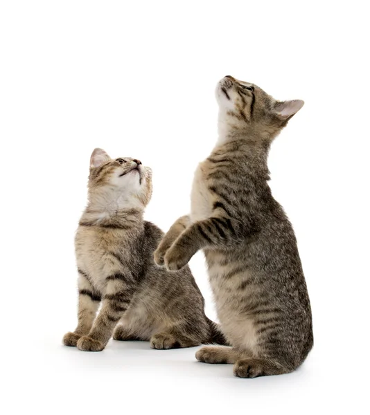 Dois gatinhos de mesa — Fotografia de Stock