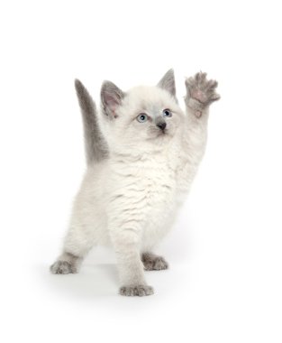 Beyaz üzerinde oynarken sevimli kedi yavrusu