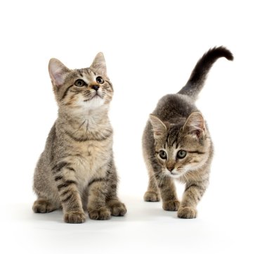 iki tabby yavru kedi