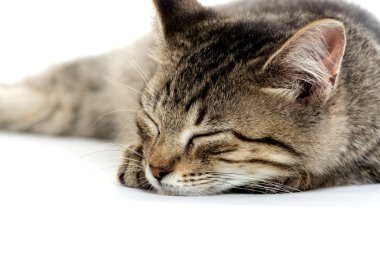 şirin tabby yavru kedi beyaz