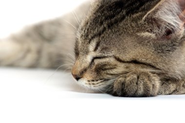 şirin tabby yavru kedi beyaz