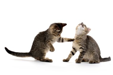 iki tabby yavru kedi