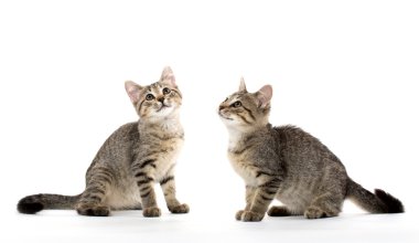 iki tabby yavru kedi