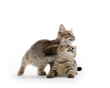 iki tabby yavru kedi