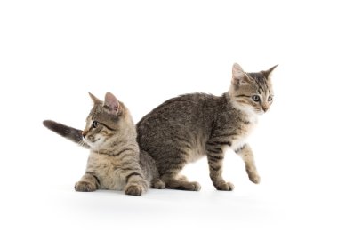 iki tabby yavru kedi
