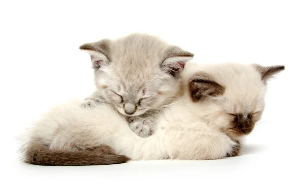 两个可爱的小猫睡觉 — 图库照片