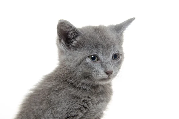 Carino gattino grigio — Foto Stock