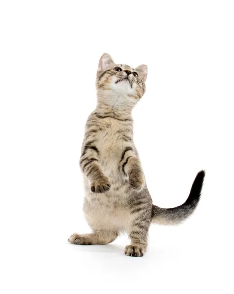 şirin tabby yavru kedi