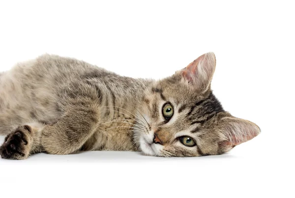 Lindo gatito tabby en blanco — Foto de Stock