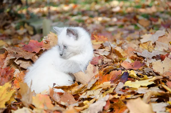葉のかわいい子猫 — ストック写真